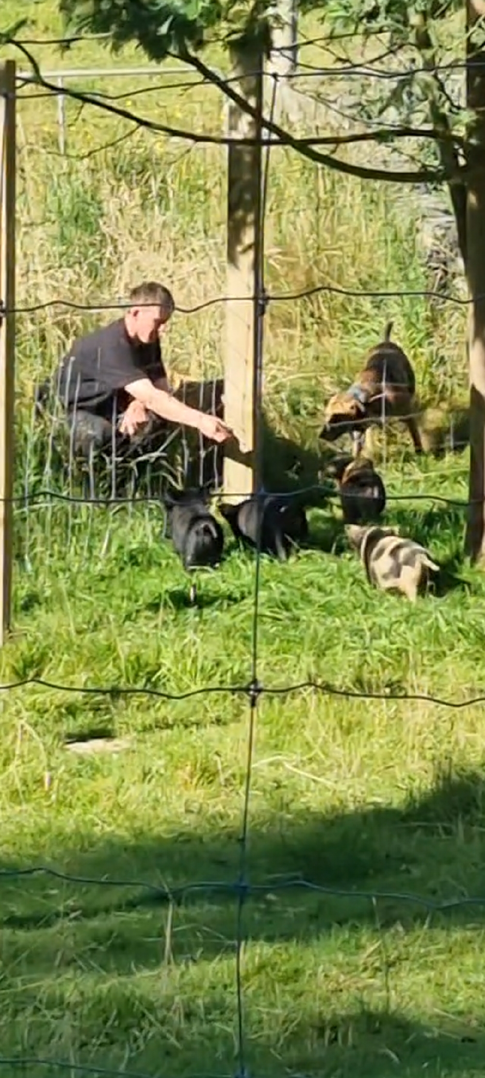 kune kune pigs